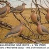 GREENHEAD GEAR GHG Mourning Dove Decoys