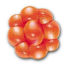 Soft Baits BERKLEY TROUT/STEELHEAD EGG CLUSTERS